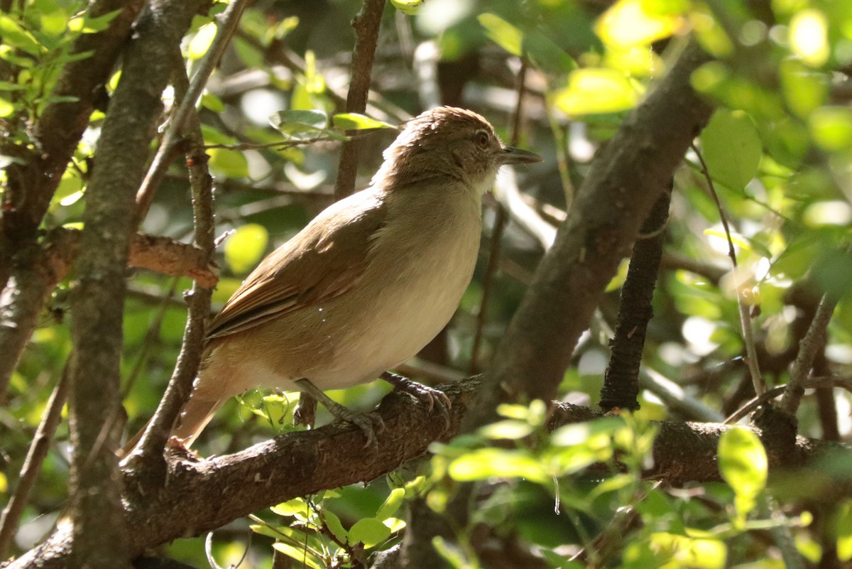 Terrestrial Brownbul - ML636643787