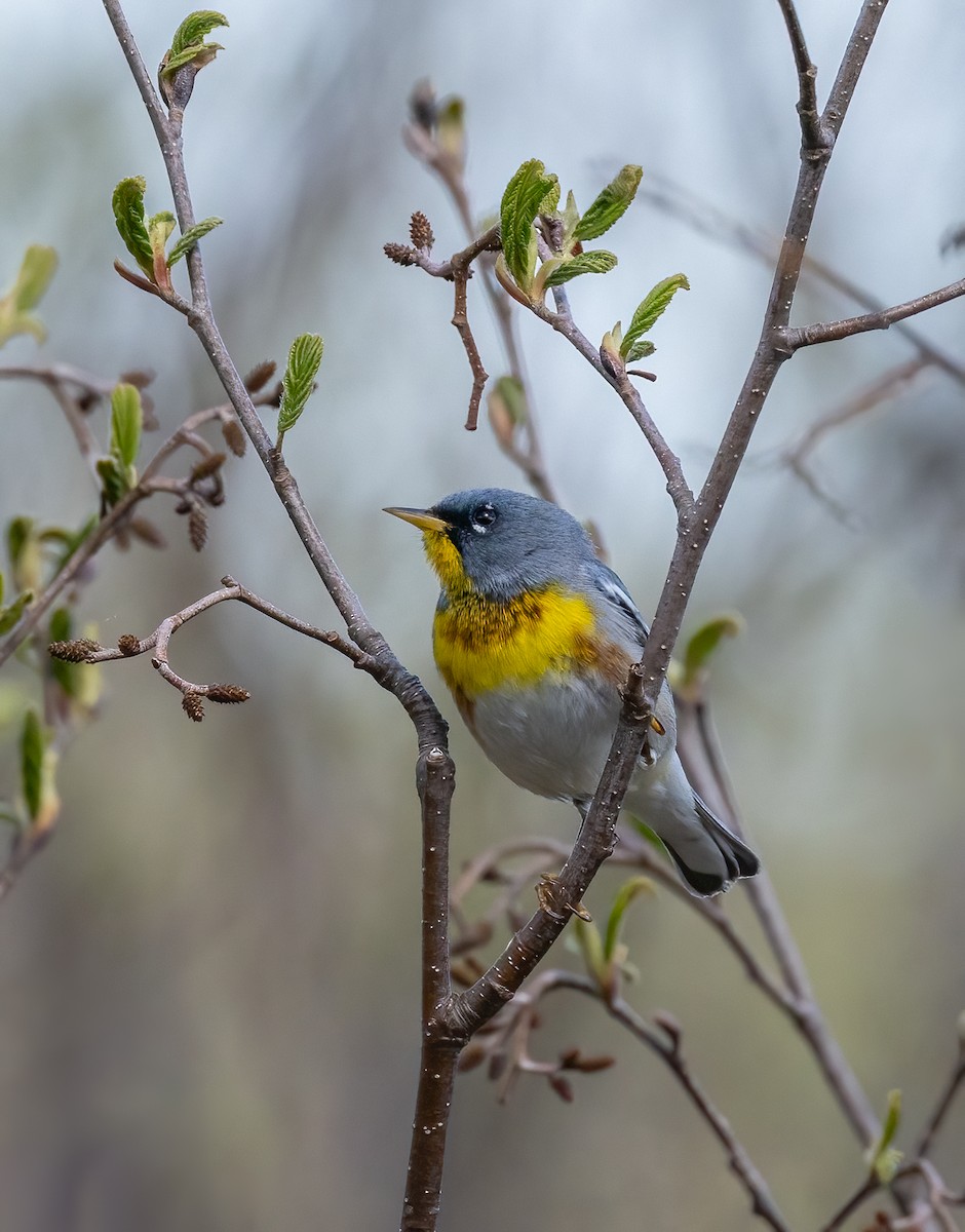Northern Parula - ML636643792