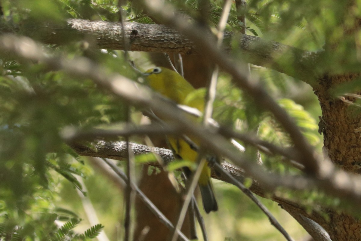 Southern Yellow White-eye - ML636643815