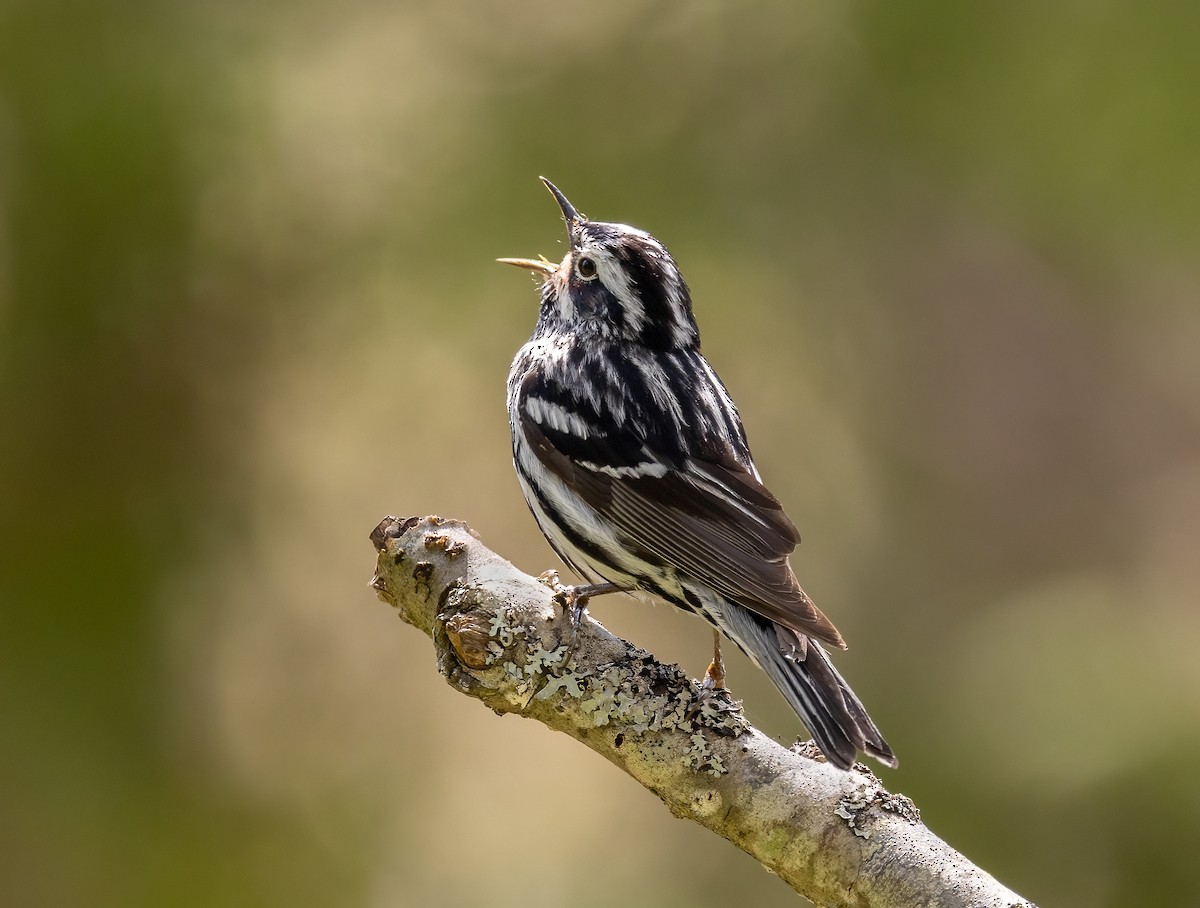 Black-and-white Warbler - ML636643877