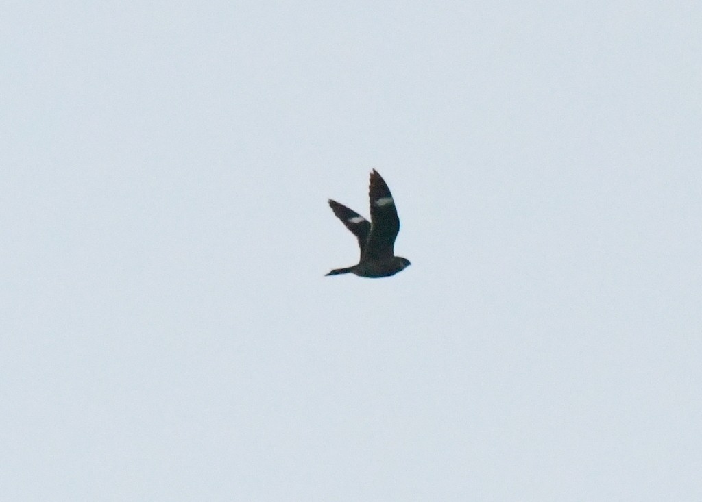 Common Nighthawk - ML636644087