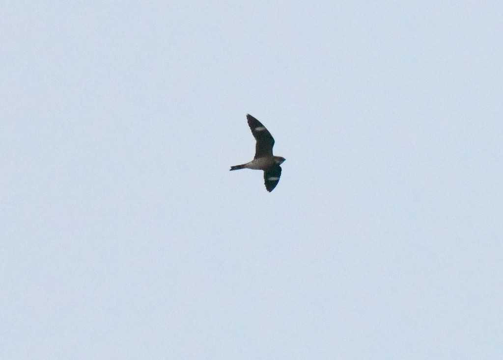Common Nighthawk - ML636644089