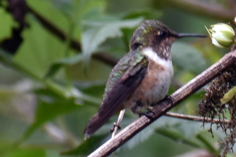 Volcano Hummingbird - ML636644239