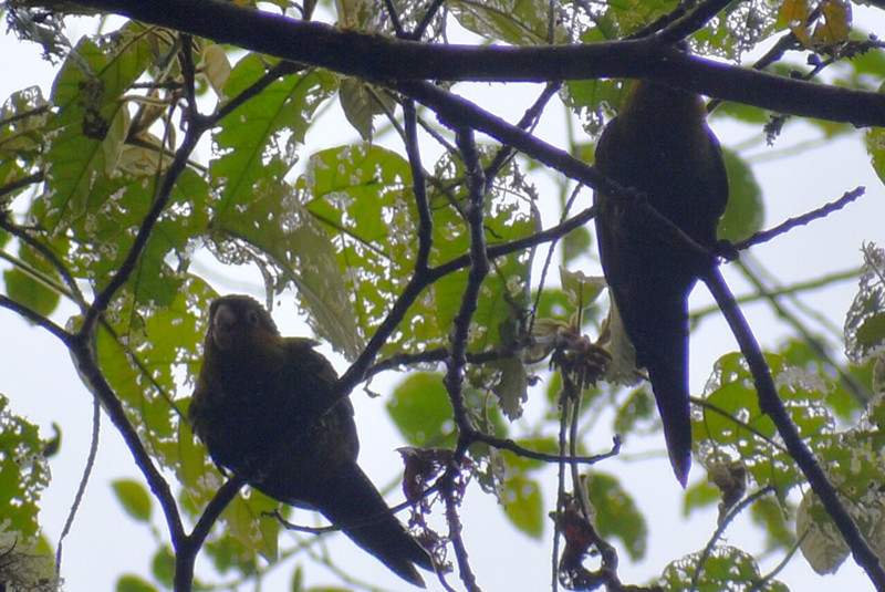 Sulphur-winged Parakeet - ML636644273