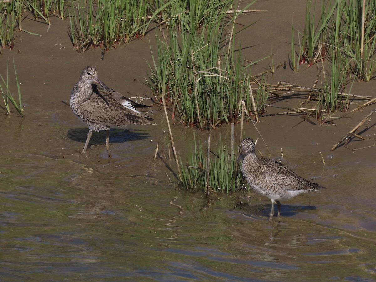 Willet (Eastern) - ML636644381