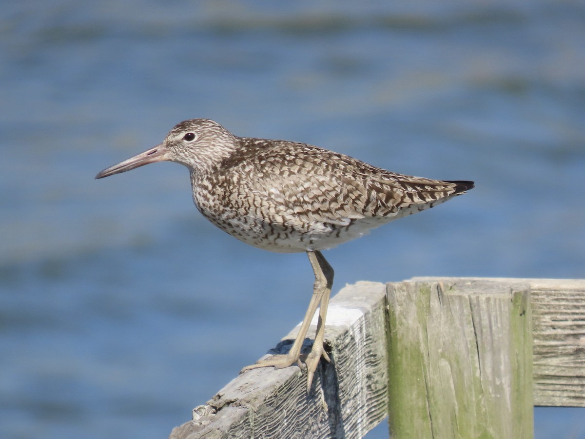 Willet (Eastern) - ML636644383