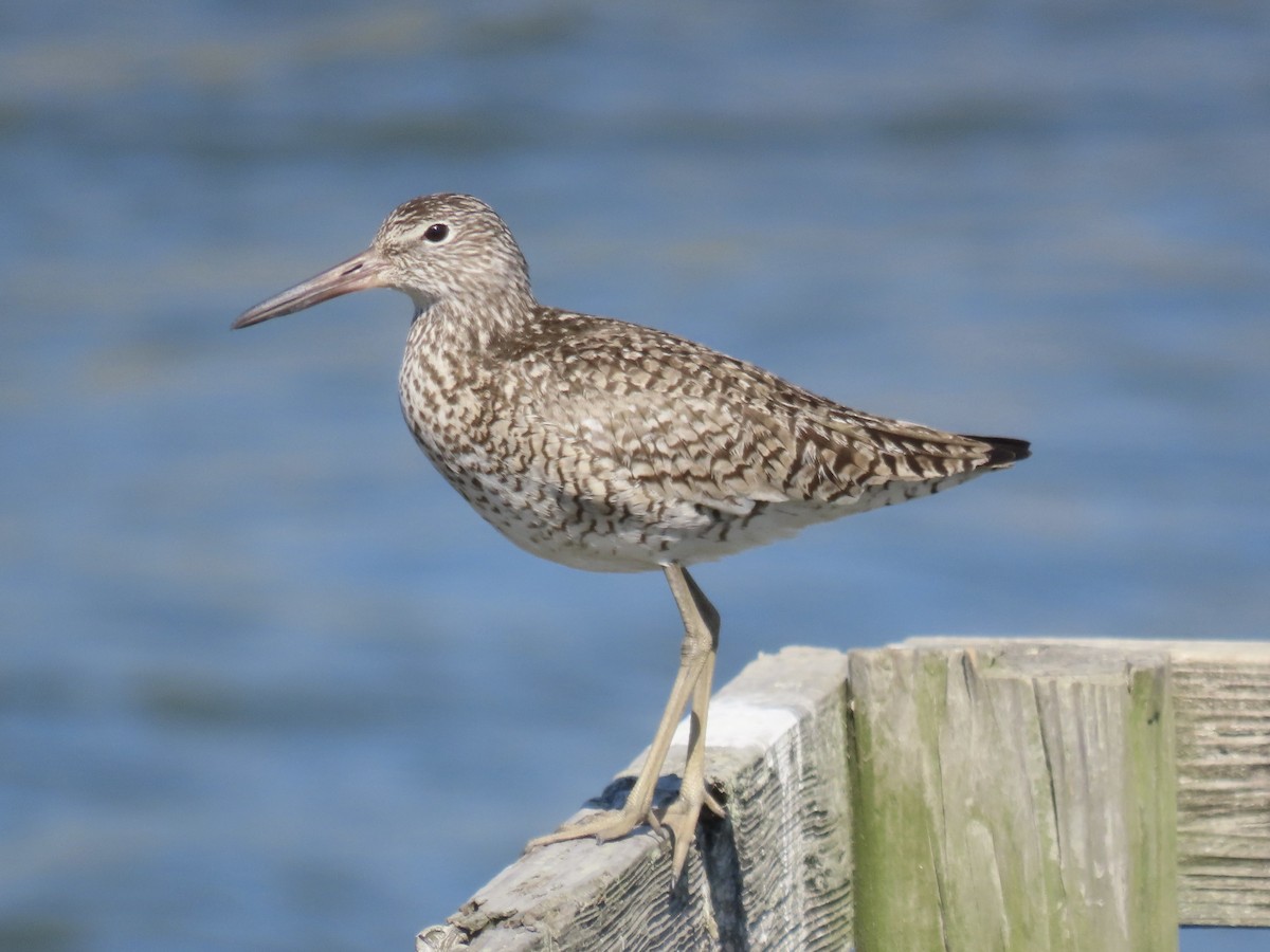 Willet (Eastern) - ML636644384