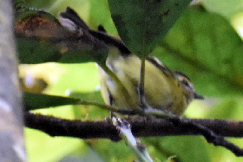 Yellow-winged Vireo - ML636644488