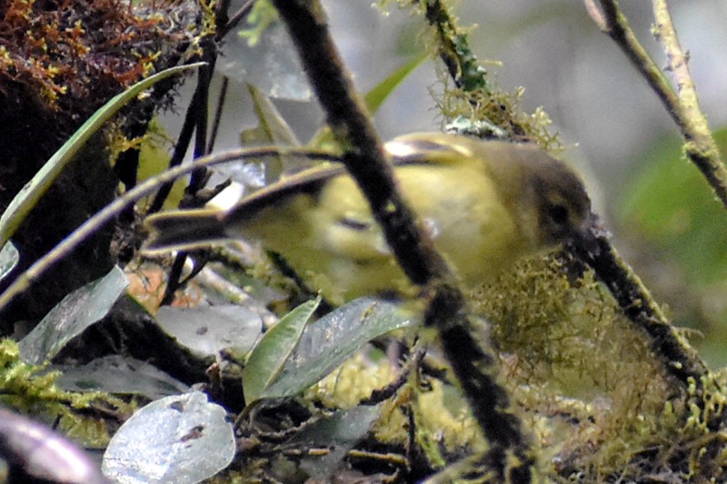 Yellow-winged Vireo - ML636644489
