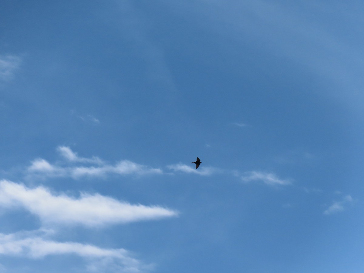 Purple Martin - ML636644795