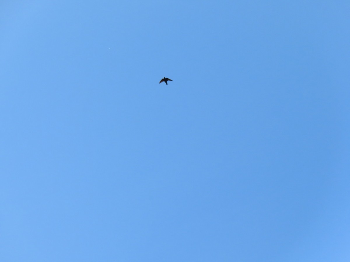 Purple Martin - ML636644796