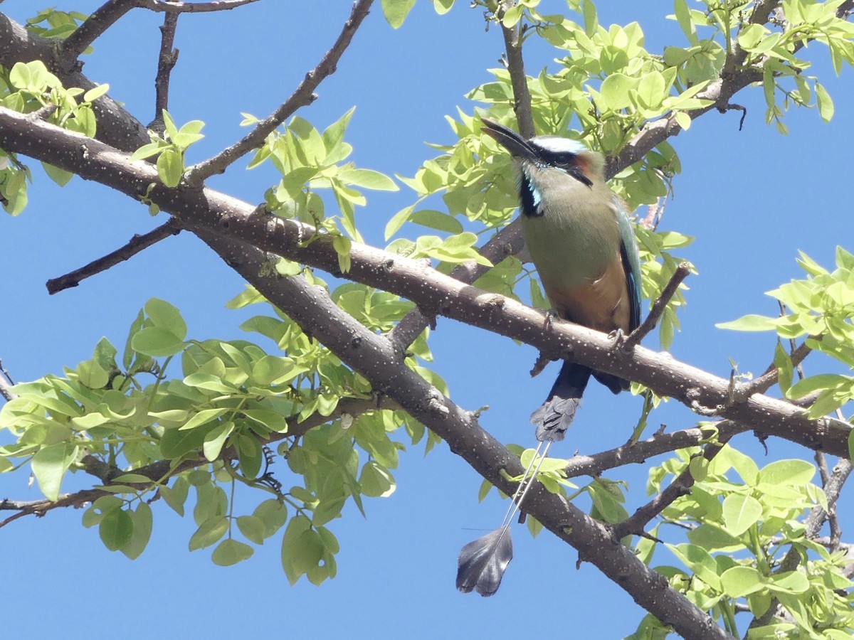 Turquoise-browed Motmot - ML636644882