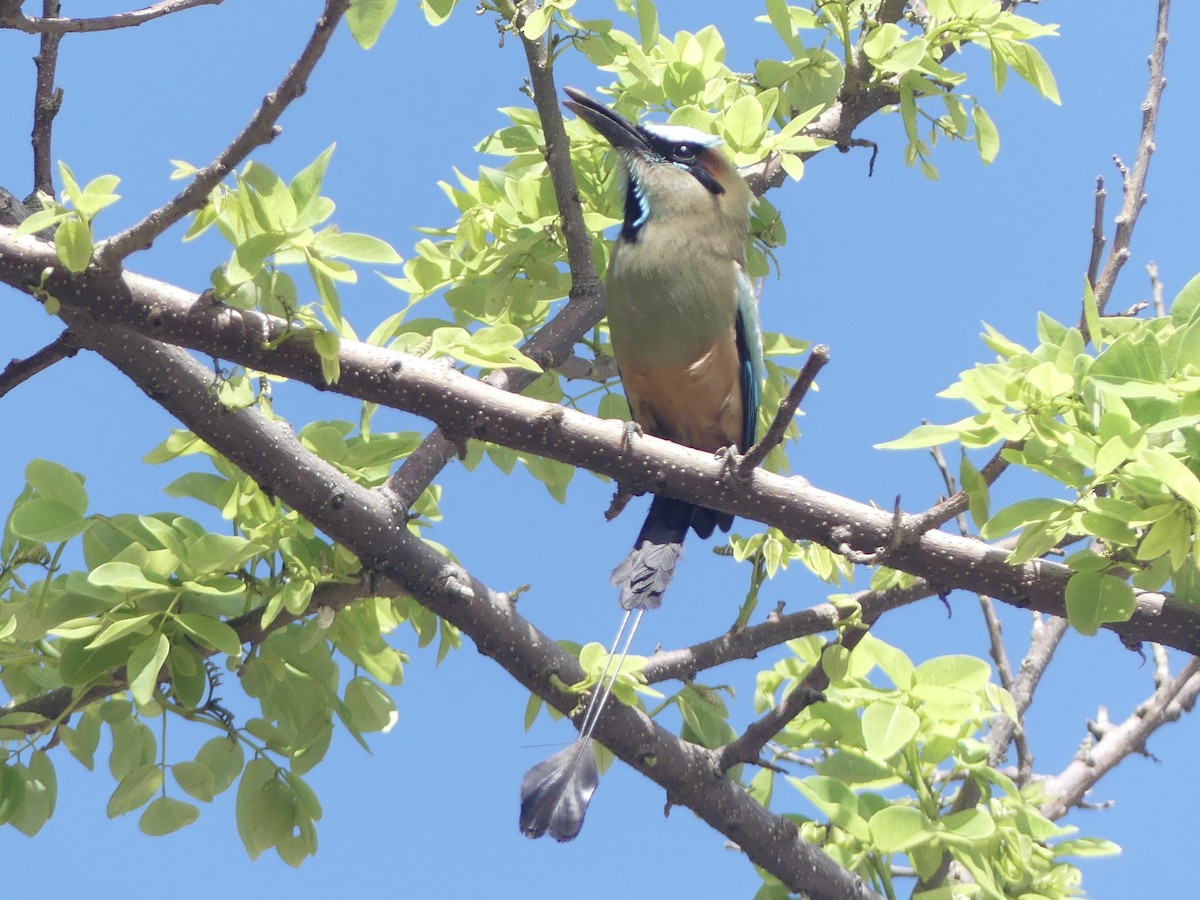 Turquoise-browed Motmot - ML636644883
