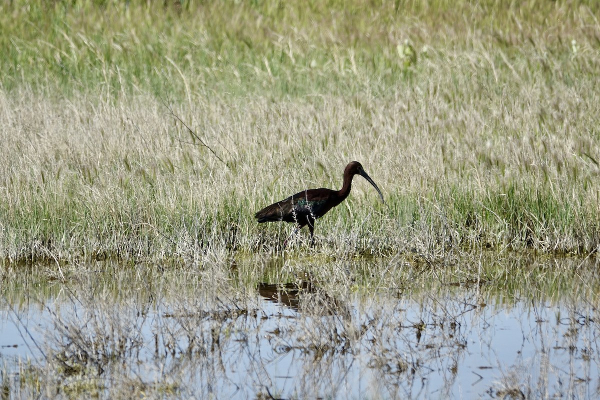White-faced Ibis - ML636644958