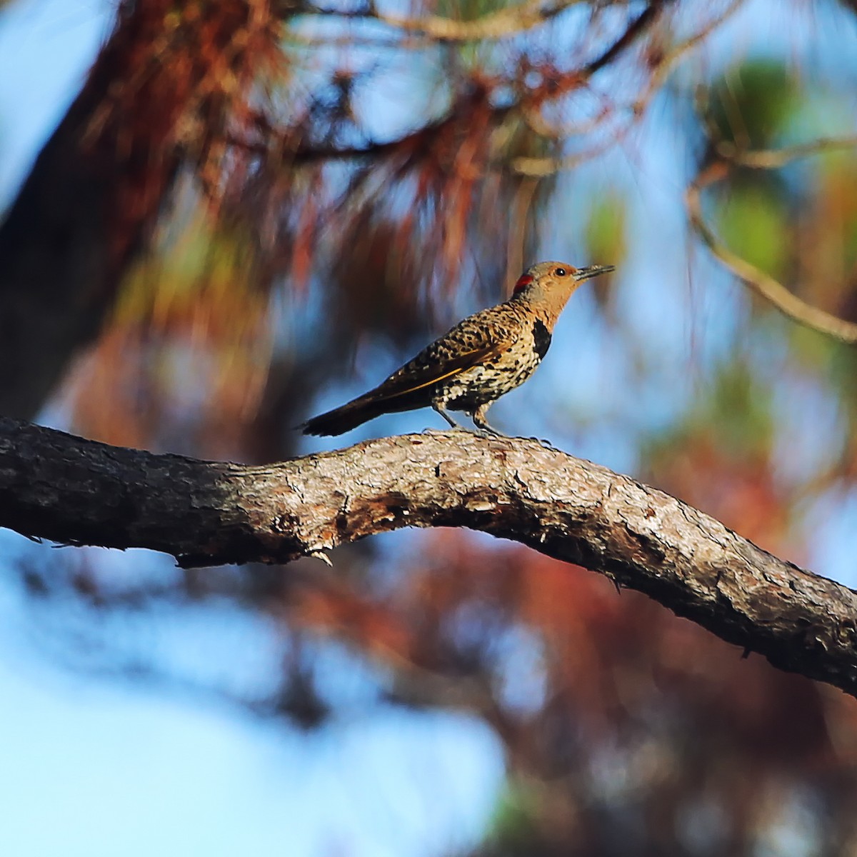 Northern Flicker - Tasha Trujillo