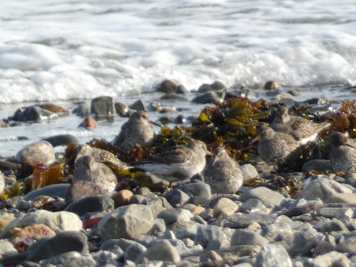 Purple Sandpiper - ML636645339