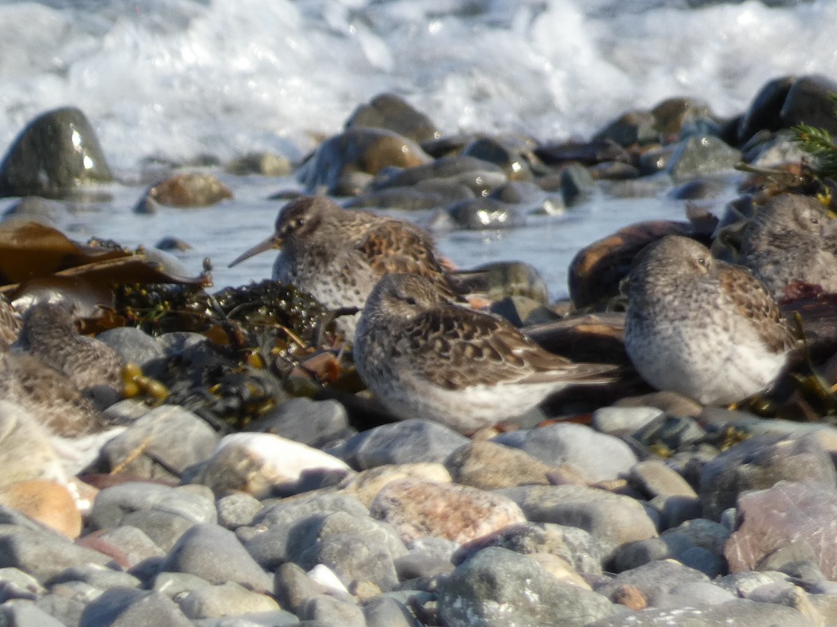 Purple Sandpiper - ML636645340