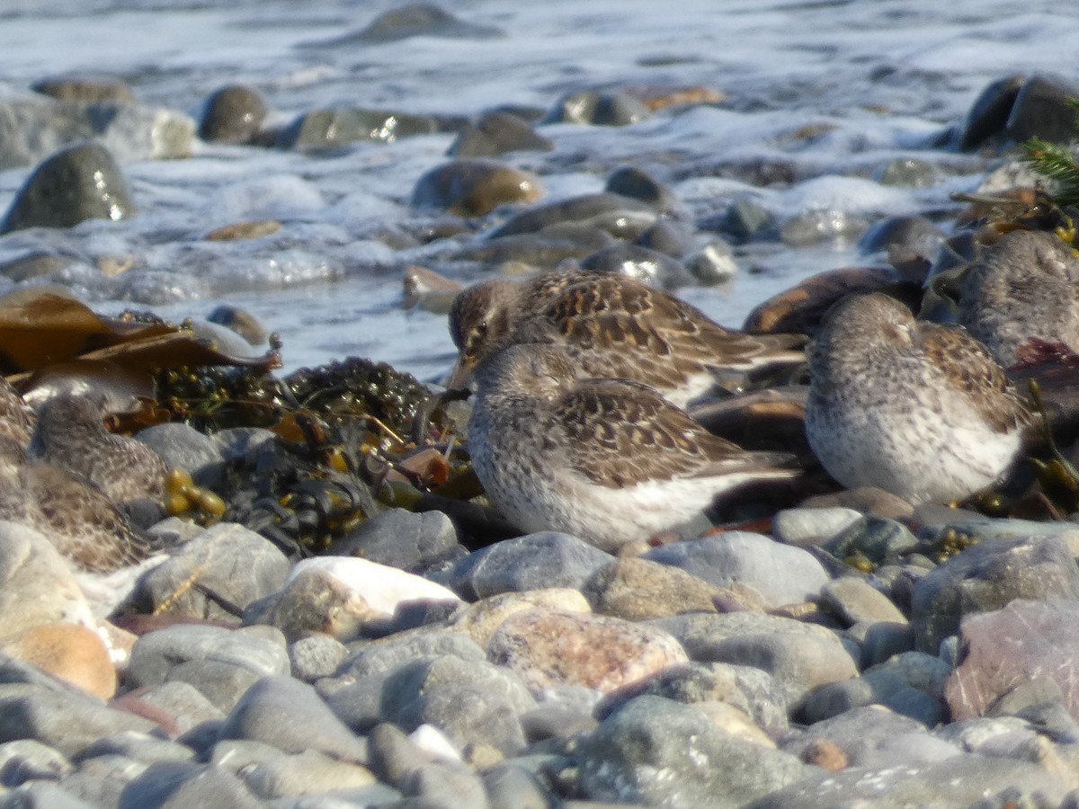Purple Sandpiper - ML636645341