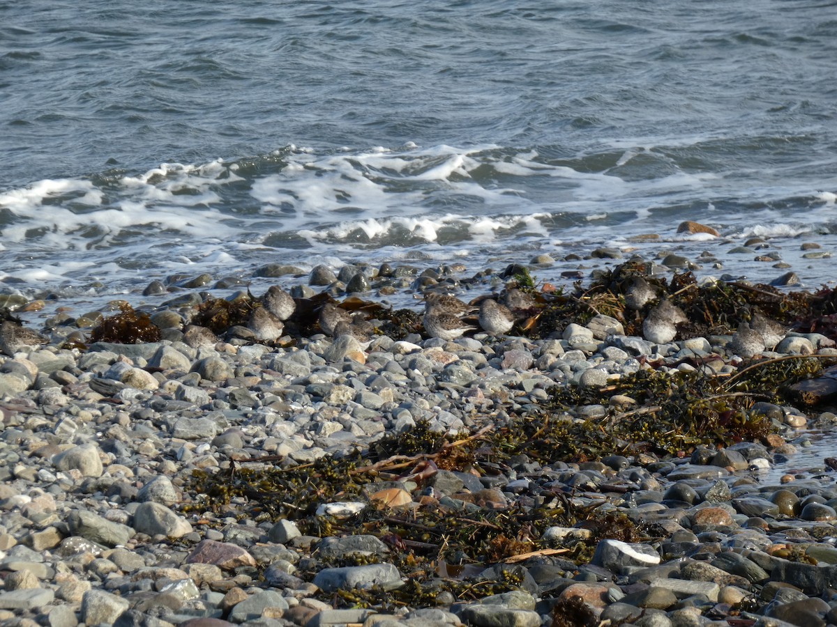 Purple Sandpiper - ML636645342