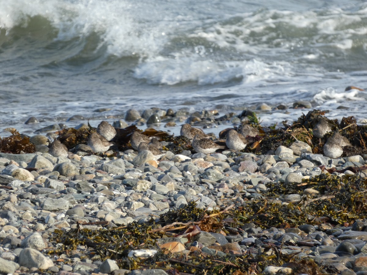 Purple Sandpiper - ML636645343