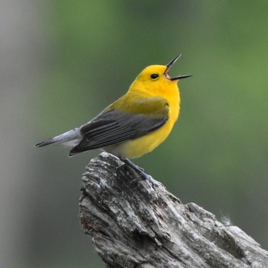 Prothonotary Warbler - ML636645391