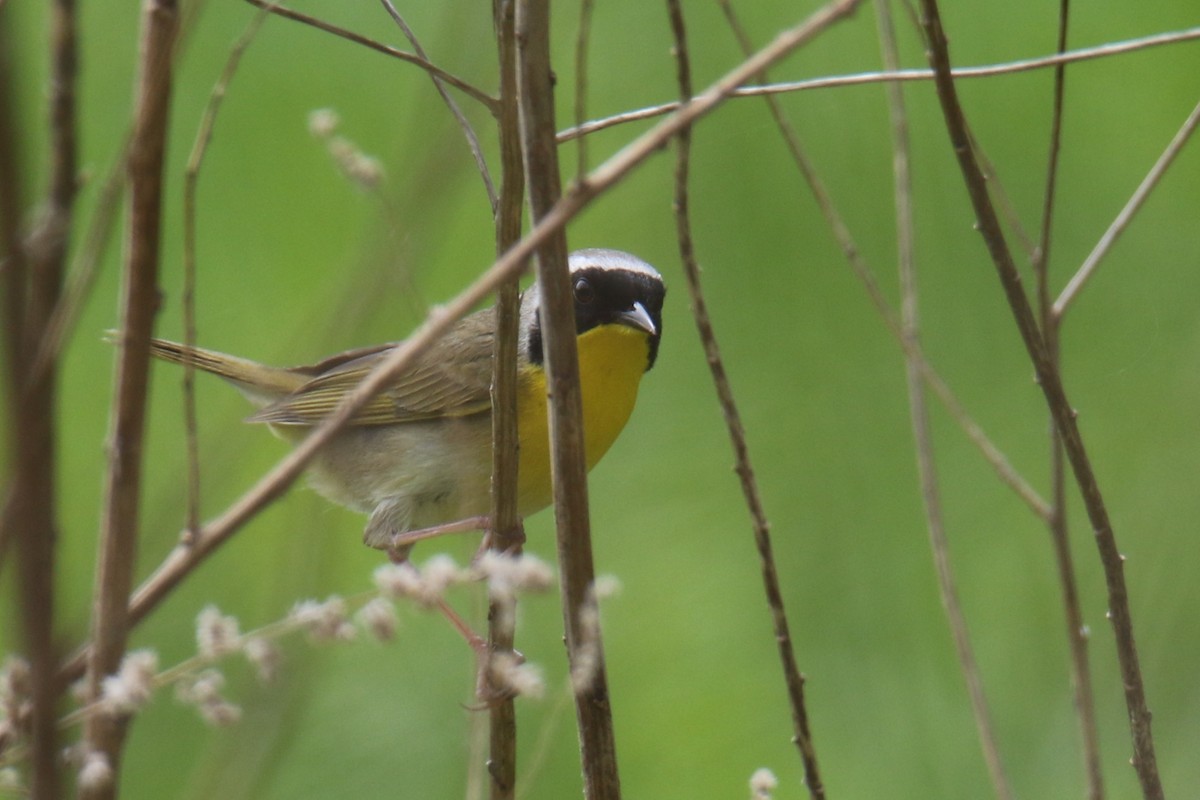 Common Yellowthroat - ML636645451