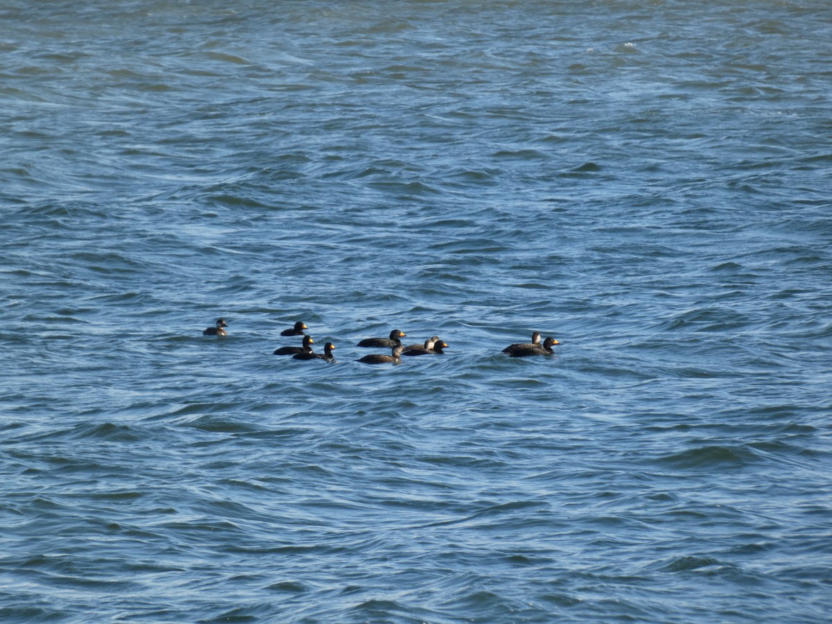 Black Scoter - ML636645516