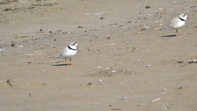 Piping Plover - ML636645595