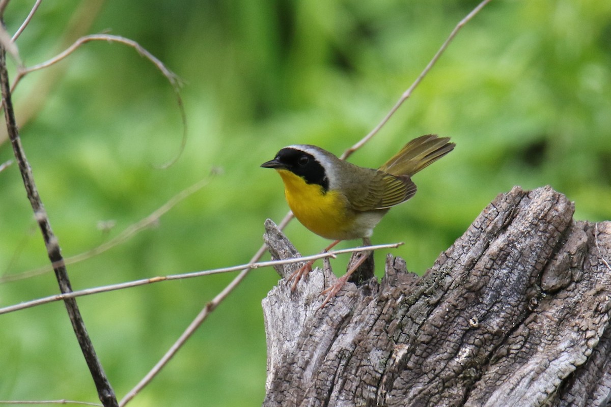 Common Yellowthroat - ML636645658