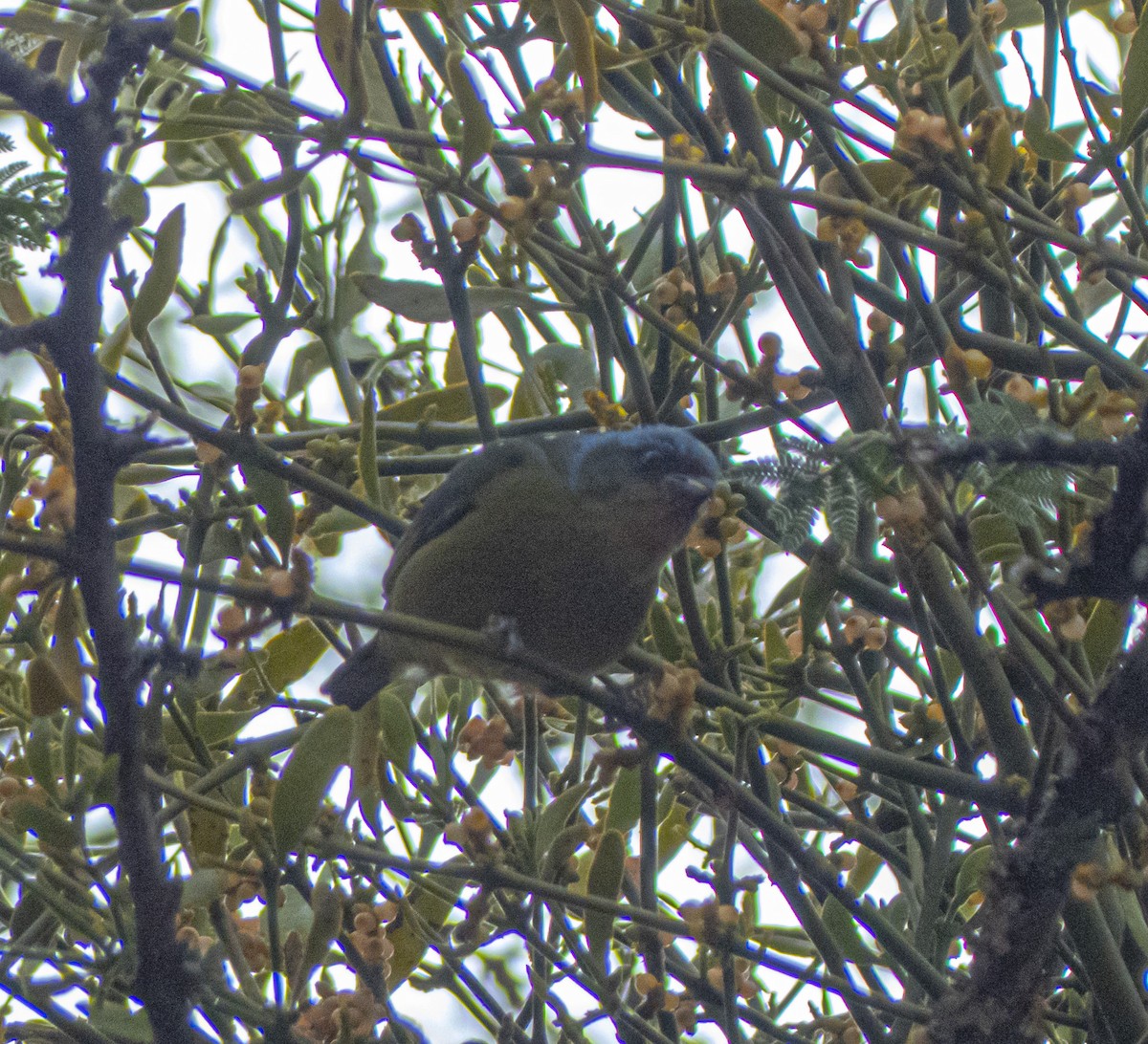 Elegant Euphonia - ML636645763