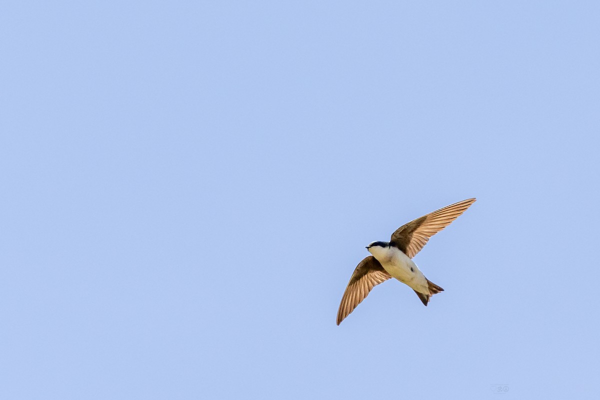Tree Swallow - ML636645766