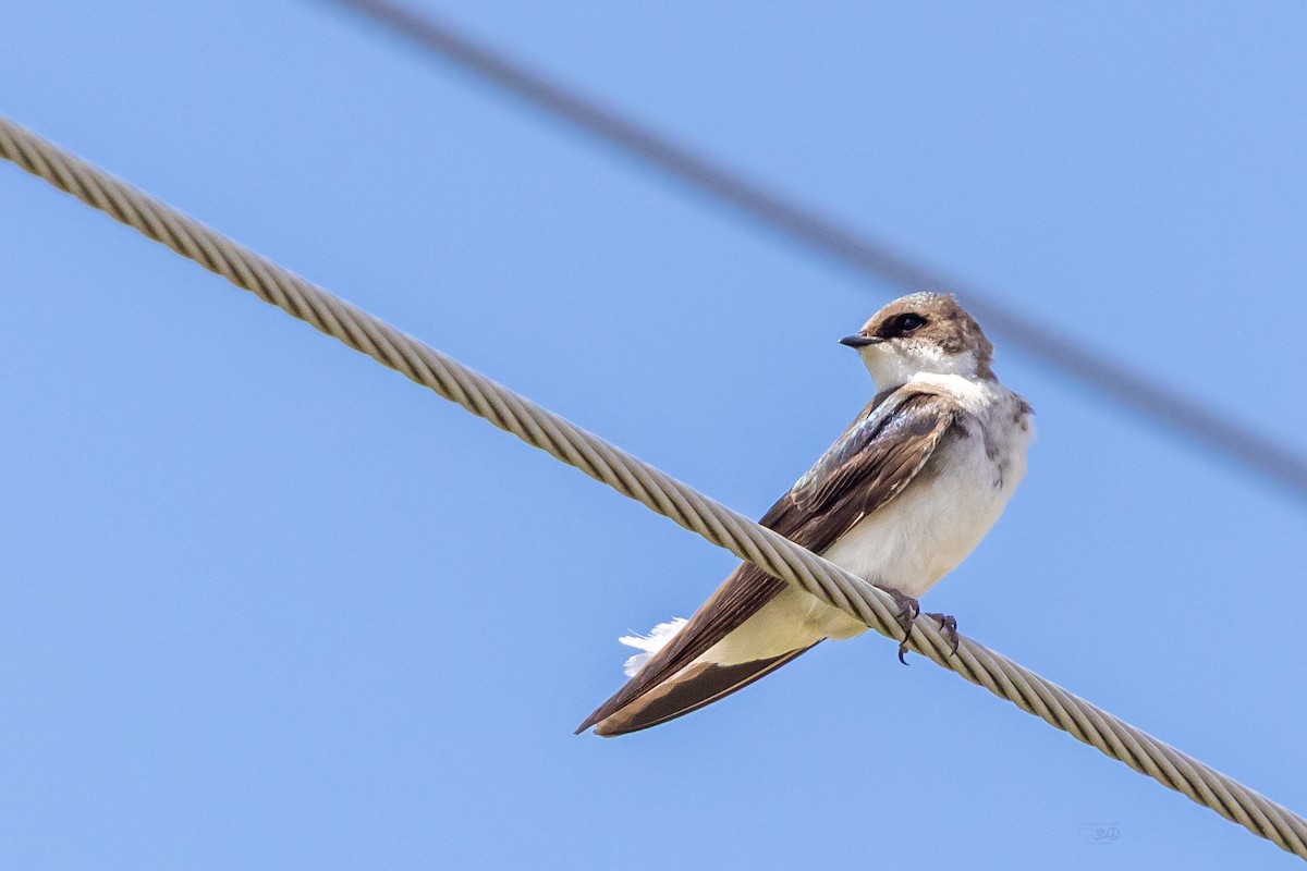 Tree Swallow - ML636645767
