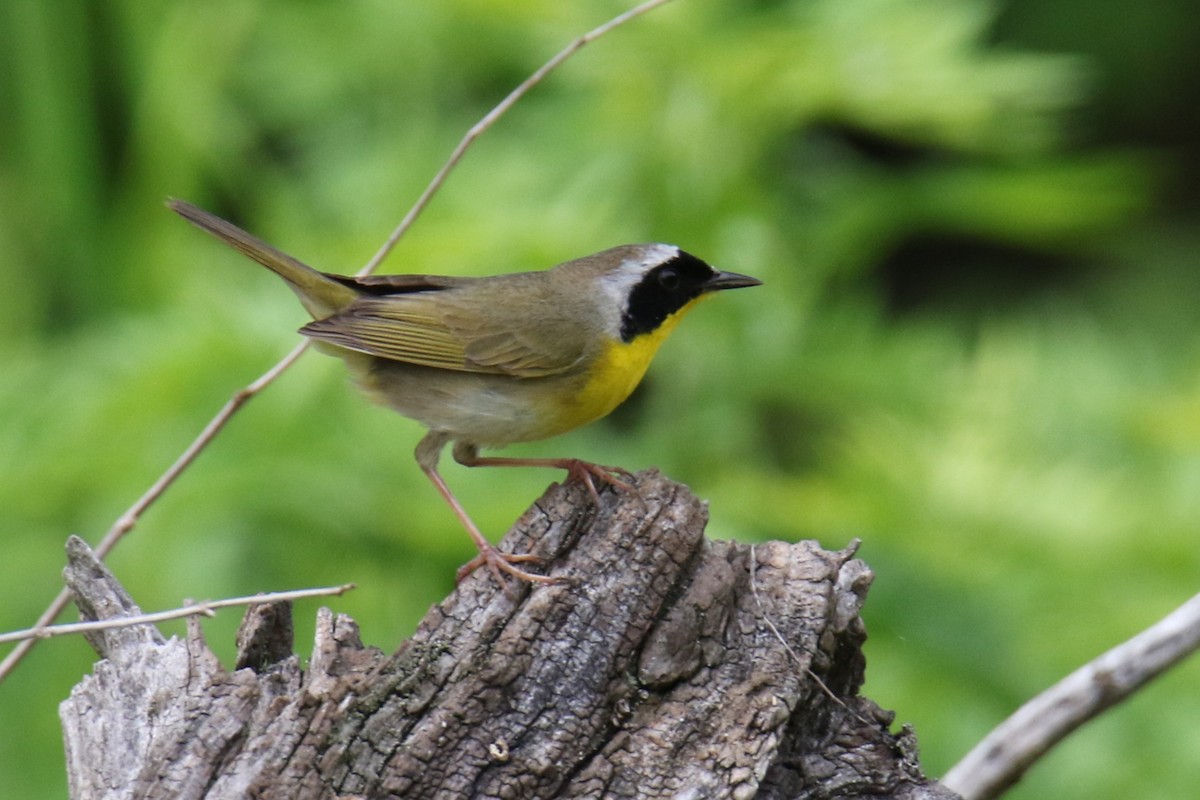 Common Yellowthroat - ML636645846