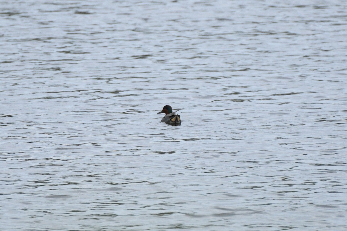Green-winged Teal - ML636645848