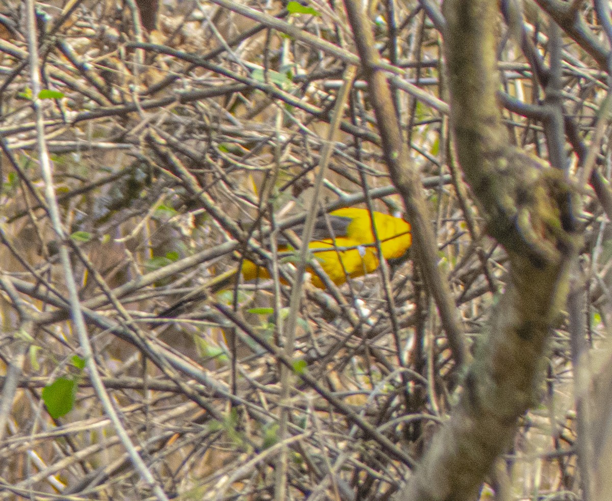 Audubon's Oriole - ML636645876