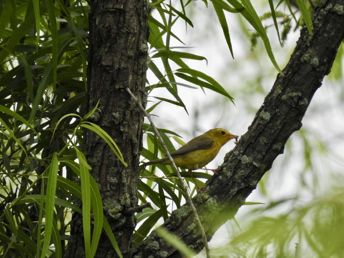 Wilson's Warbler - ML636645881