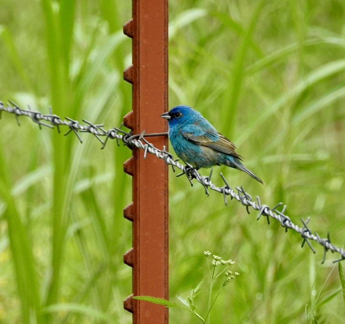 Indigo Bunting - ML636645891