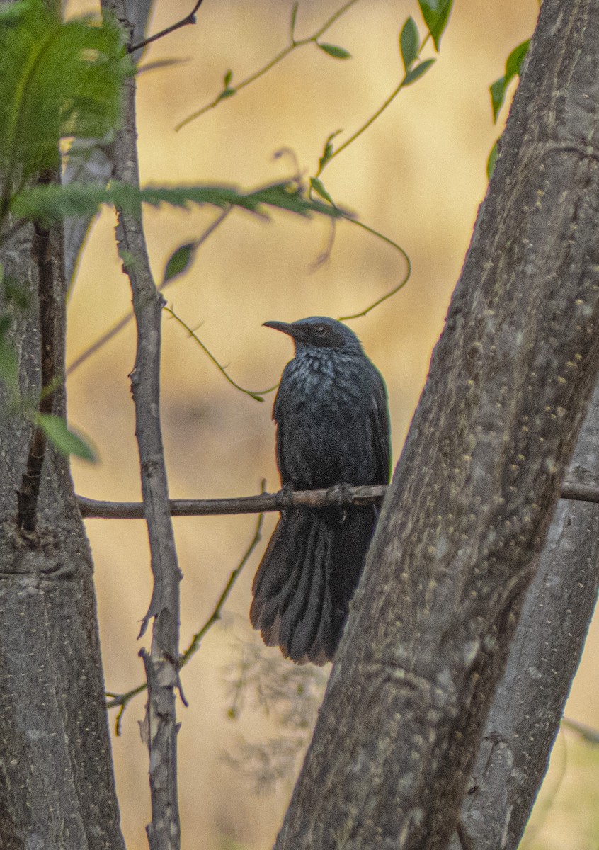 Blue Mockingbird - ML636645893