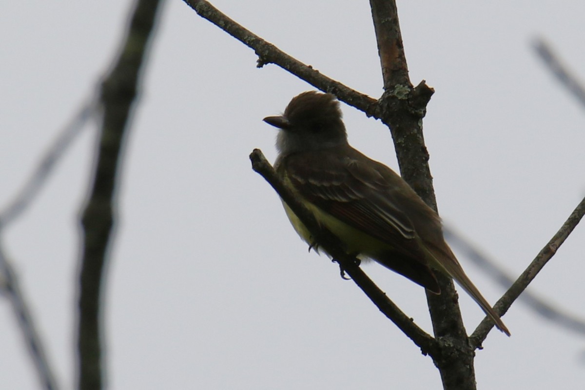 Great Crested Flycatcher - ML636646046