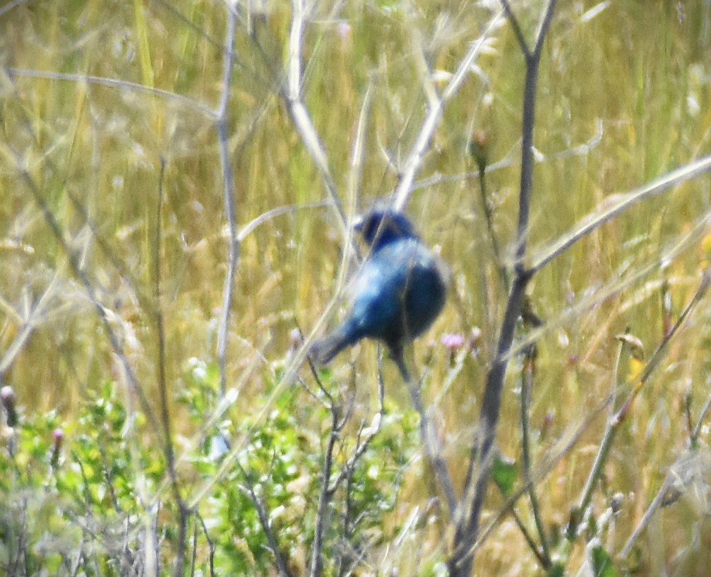 Indigo Bunting - ML636646147