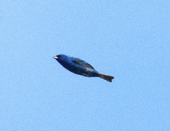 Indigo Bunting - ML636646148