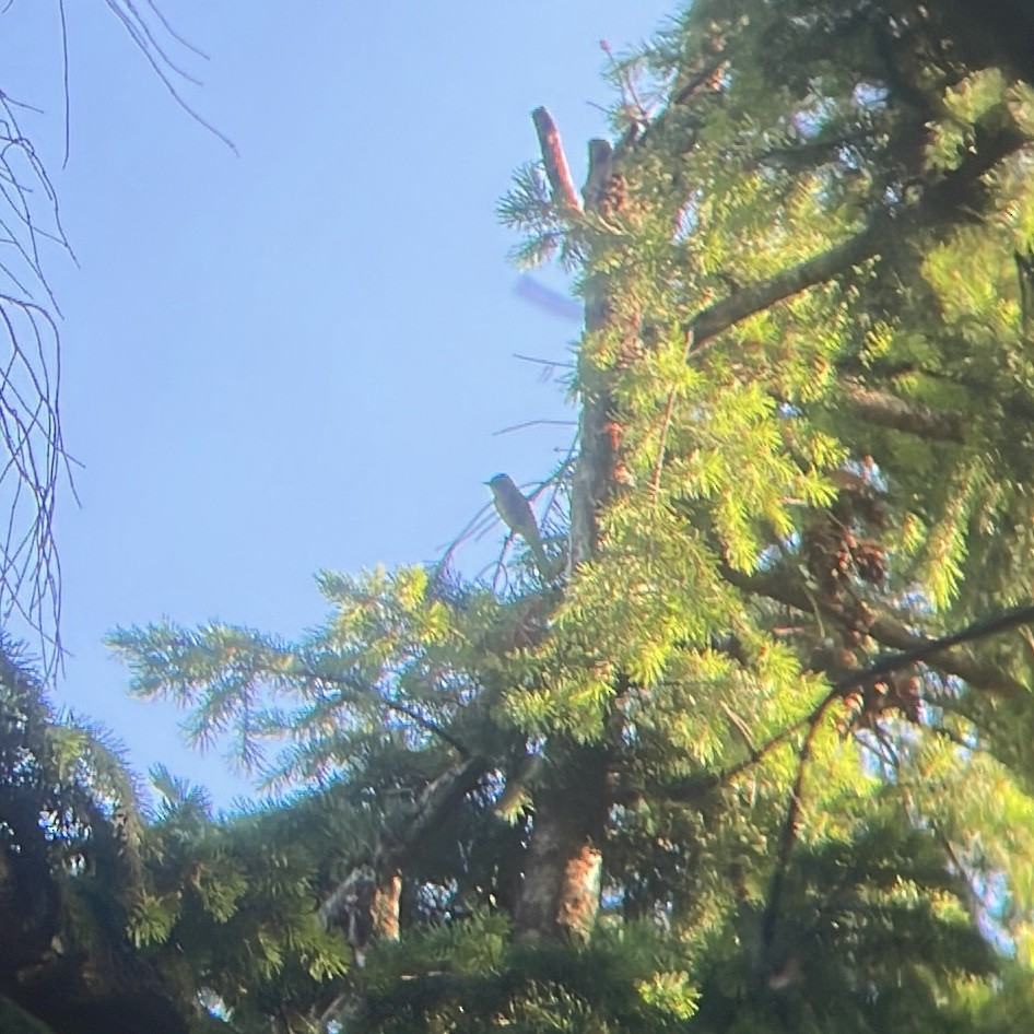 Dusky Flycatcher - ML636646173