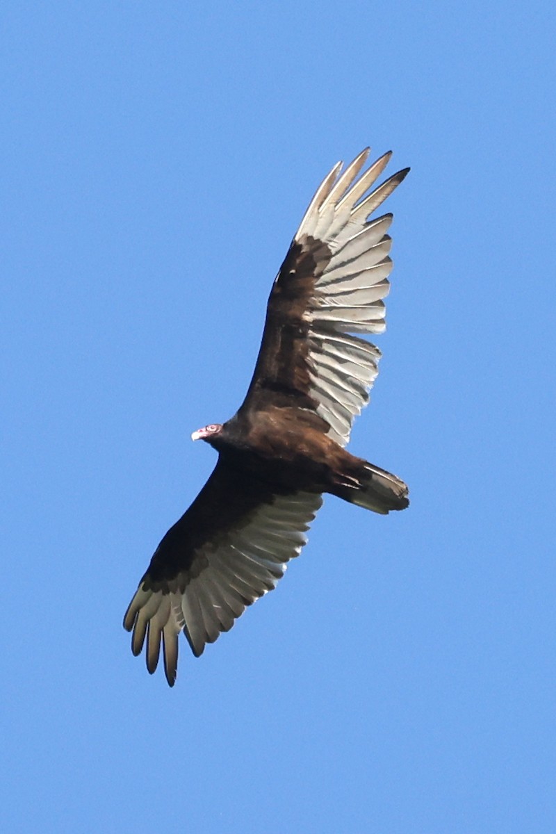 Turkey Vulture - ML636646223