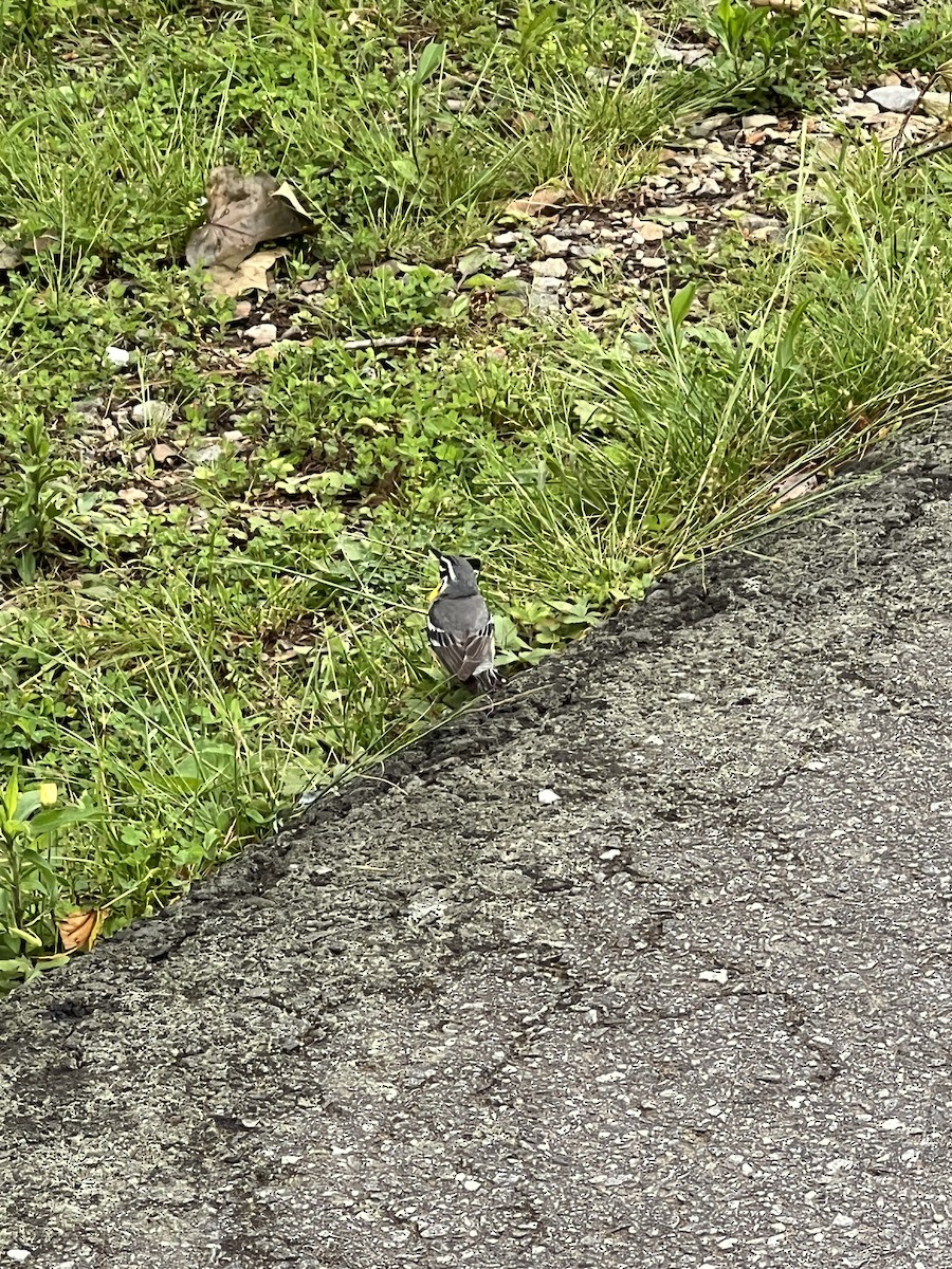 Yellow-throated Warbler - ML636646296