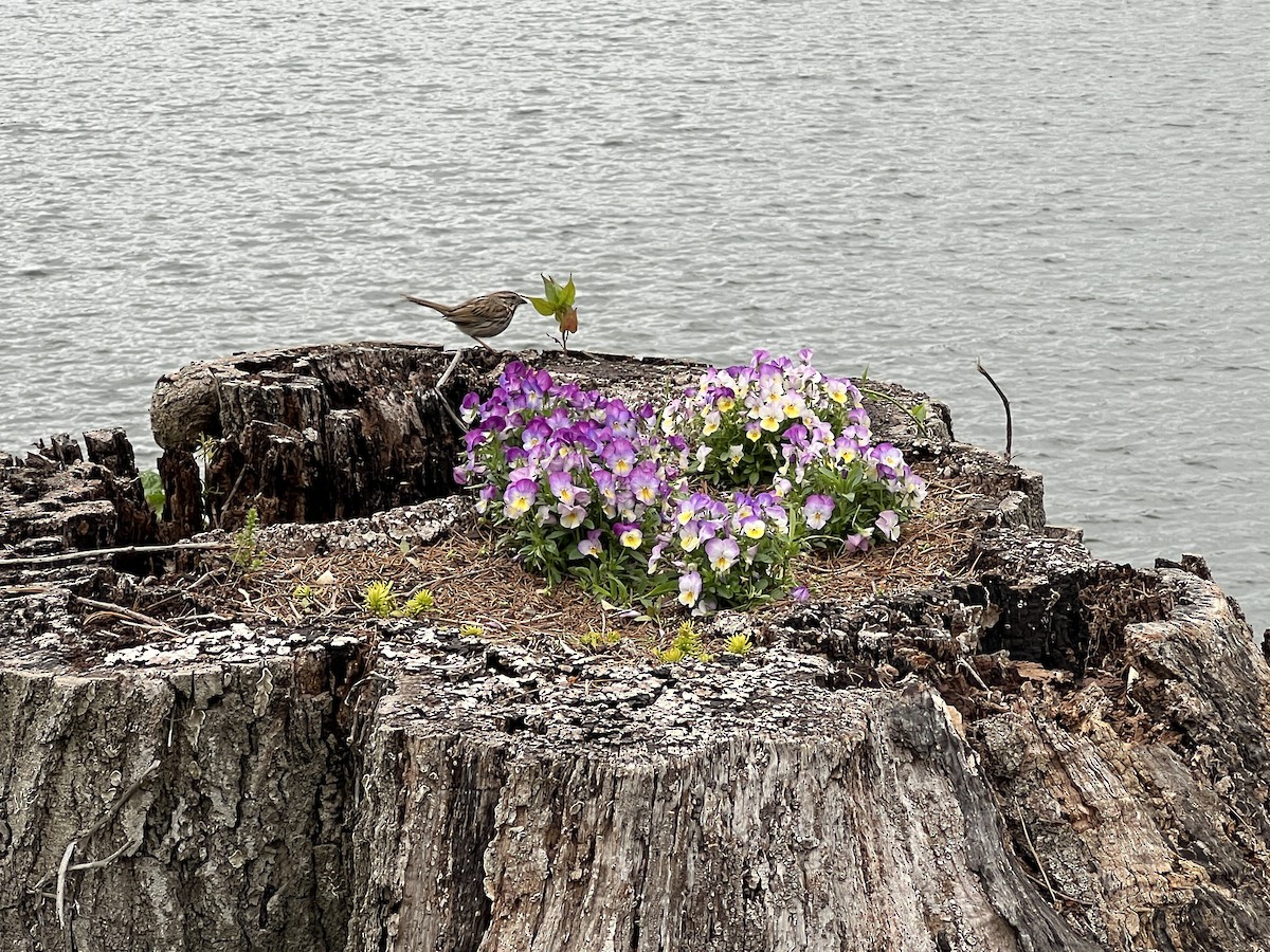 Song Sparrow - ML636646302