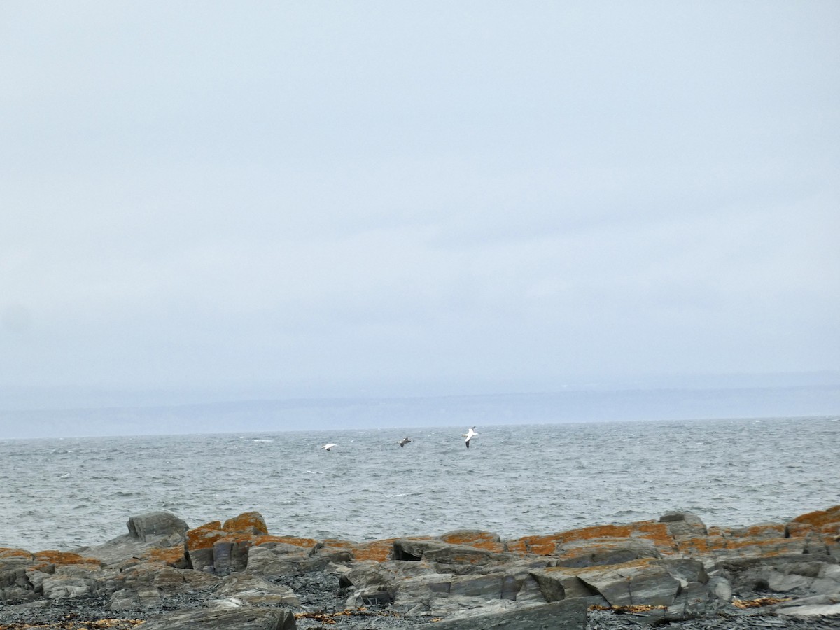 Northern Gannet - ML636646311