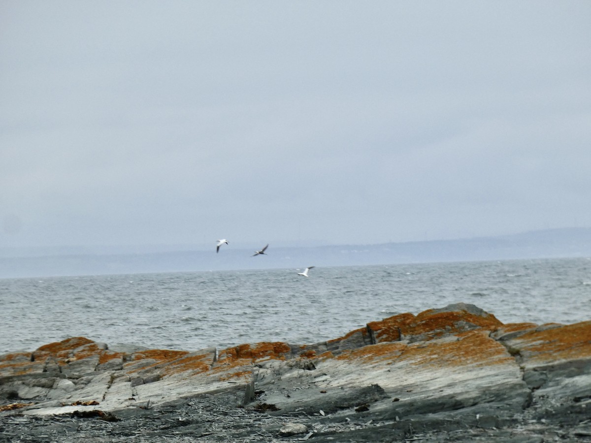Northern Gannet - ML636646312