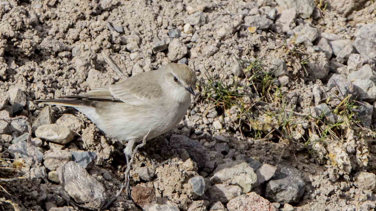 White-browed Ground-Tyrant - ML636646331