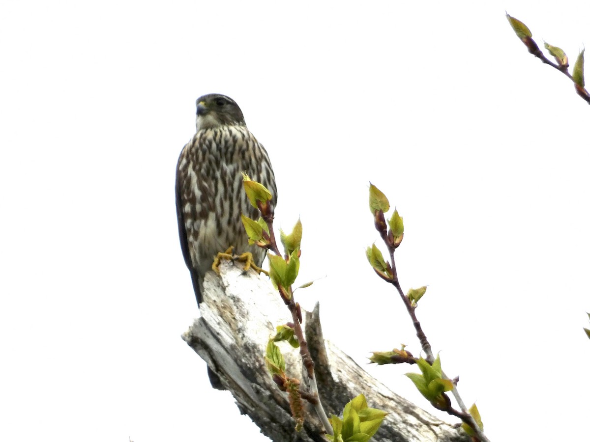Merlin - ML636646335