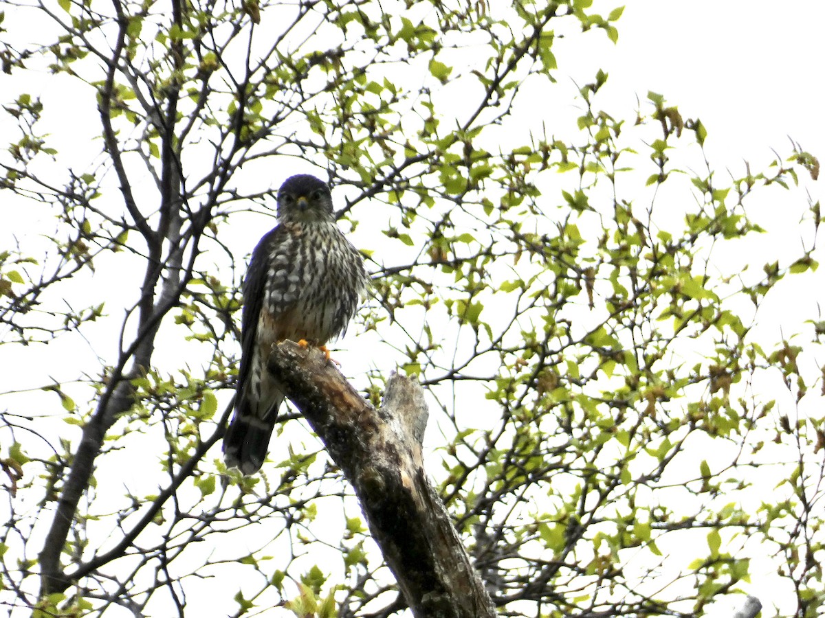 Merlin - ML636646340